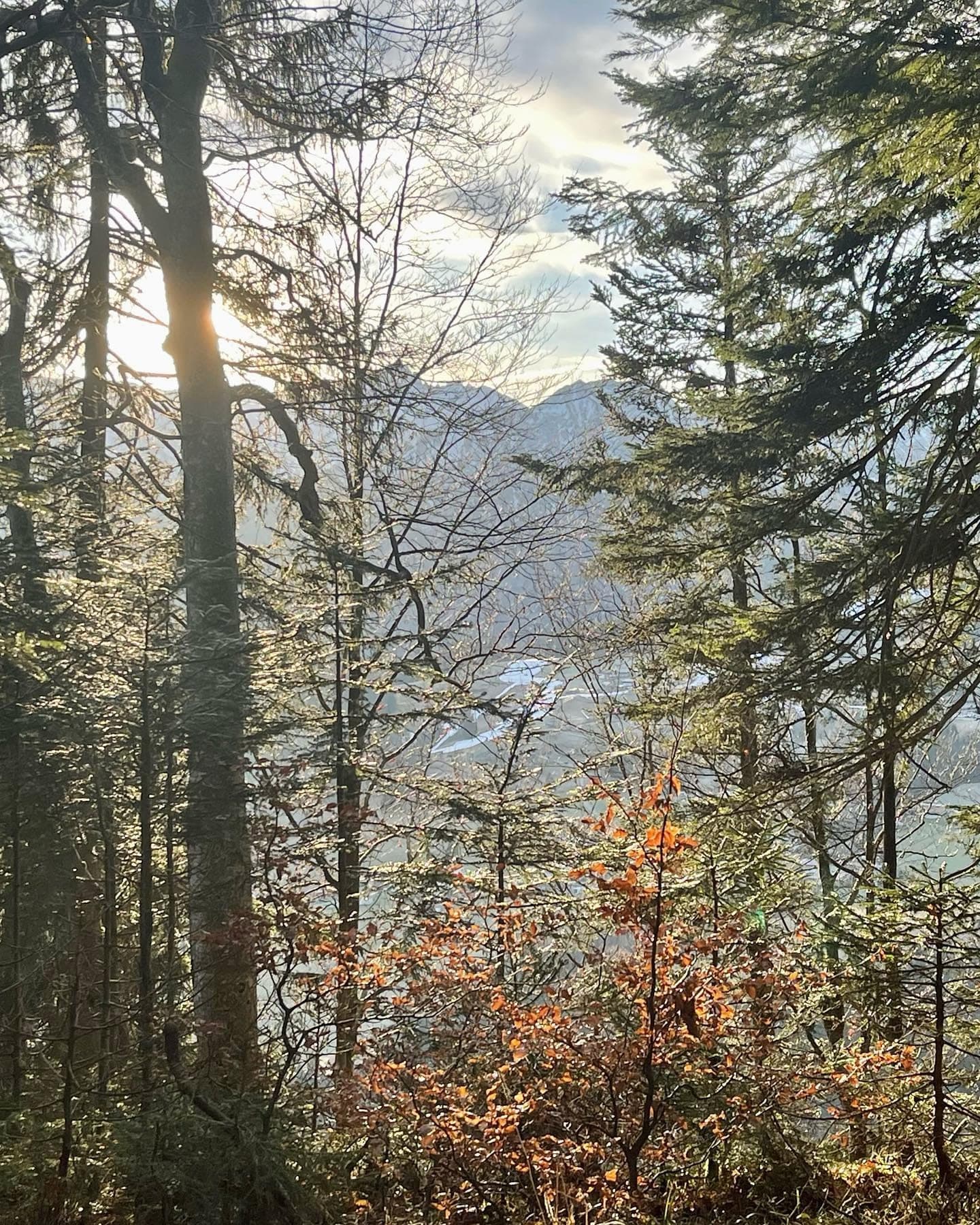 Blick durch herbstlichen Bergwald hinunter auf ein sonnenbeschienenes Tal